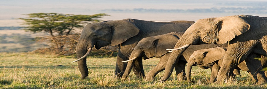 4 days Affordable Kenya Safari Packages tour price